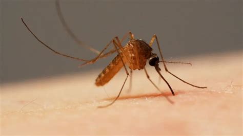 Detectan Un Nuevo Virus Transmitido Por Mosquitos Y No Tiene Vacuna
