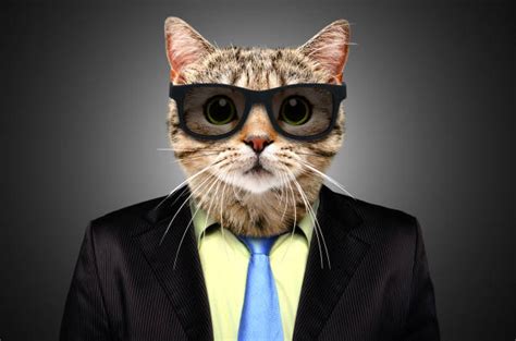 Best Cat In Suit Stock Photos Pictures And Royalty Free Images Istock
