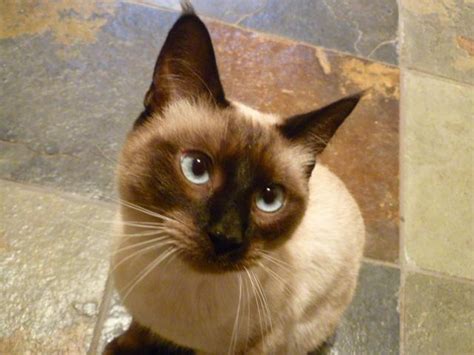 Two Older Seal Point Siamese Kittens For Adoption For Sale