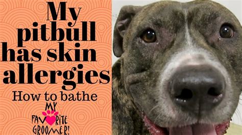 My Pit Bull With Skin Allergies Youtube