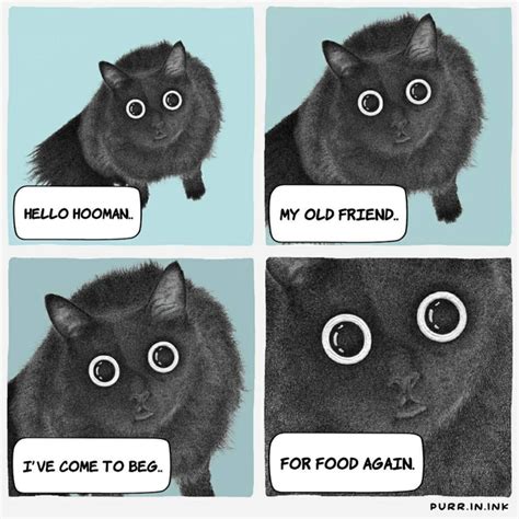 The Sound Of Meow Meme Guy