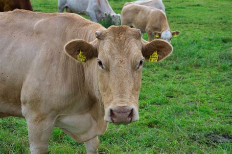 Cows Farm Cattle Free Photo On Pixabay Pixabay