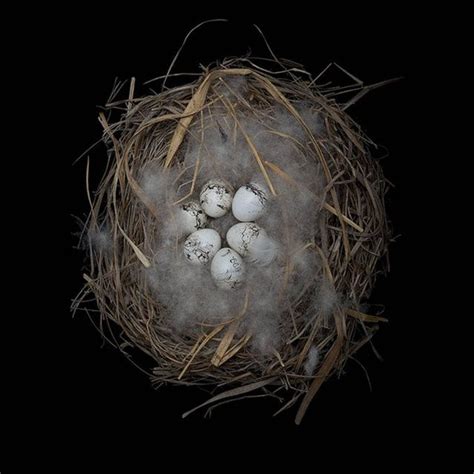 The Fragile Beauty Of Birds Nests By Sharon Beals The Wondrous