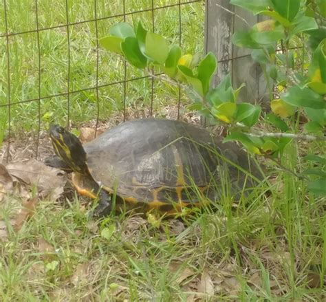 2020 Year Of The Turtle The Florida Cooters Panhandle Outdoors