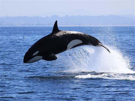 A Picture Of A Killer Whale ~ Orca Whale Breaching Near Baranof Island