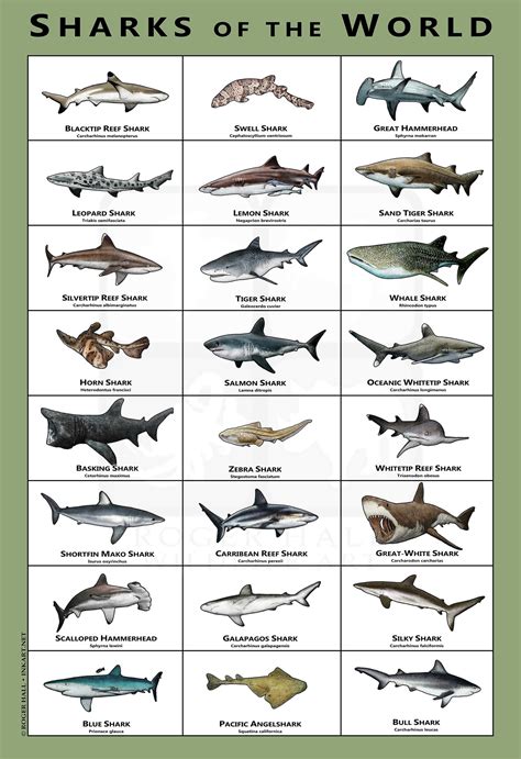 Sharks Of The World Art Poster Field Guide Etsy Australia