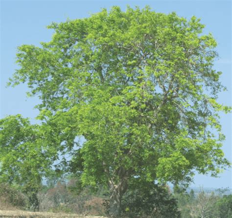 Karanja Tree Plant A Tree Of Karanja Greenverz