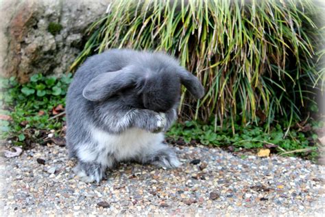 Blue Fox Mini Lop Mini Lop Bunny Rabbit Fox