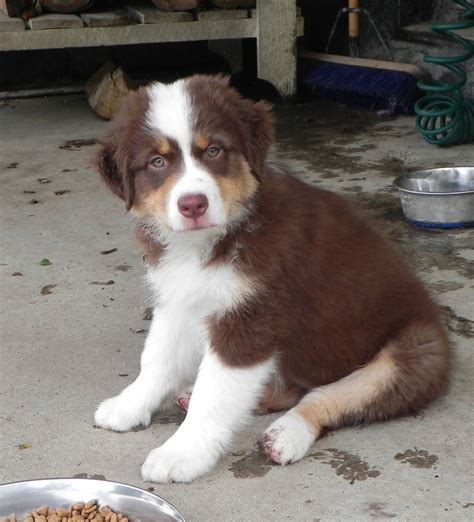 Maybe you would like to learn more about one of these? Australian Shepherd Red Tri | Australian shepherd dogs ...