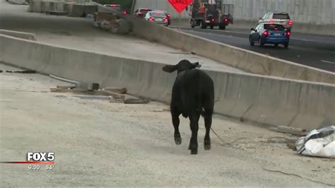 Cows On The Loose After Truck Overturns Youtube
