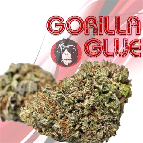 Gorilla Glue Aaa 28g 2014 Cannabis Cup Champions Weed The Best