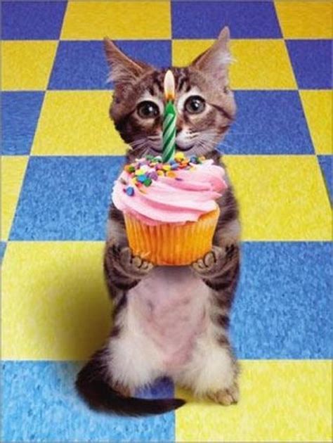 20 Best Images About Birthday Cats On Pinterest Funny Happy Birthdays