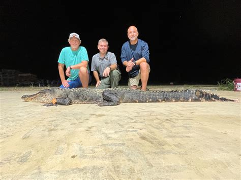Mdwfp New State Record Alligator