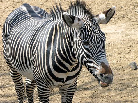 Cool Picture Collection 33 Strikingly Beautiful Pictures Of Zebras