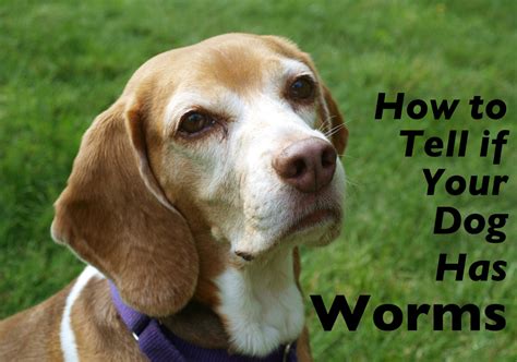 It can help your puppy to learn basic life skills and is an important step. How to Tell If Your Dog Has Worms | PetHelpful