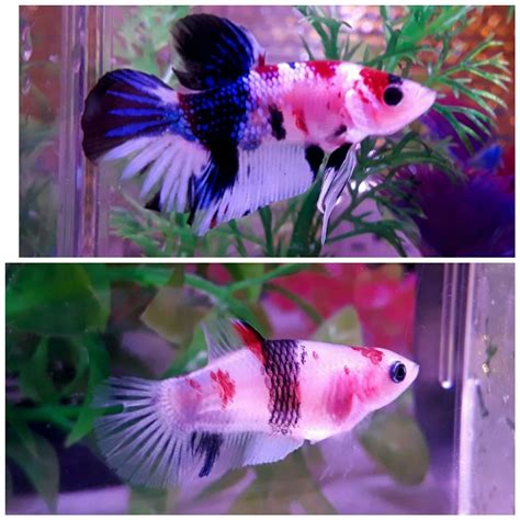 Betta fish Koi Galaxy Candy Halfmoon Plakat HMPK. Pair. FAST 'N FREE