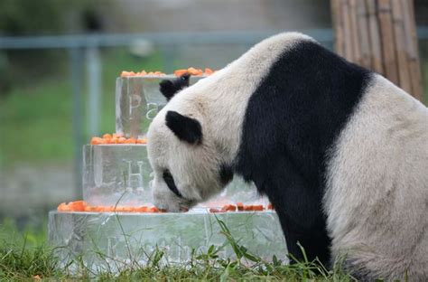 Worlds Oldest Male Giant Panda Pan Pan Dies Aged 31 World News
