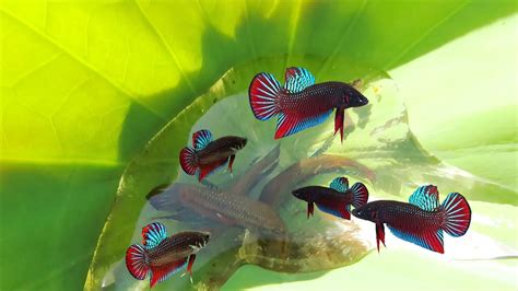 I like to keep a betta (fish) in my bedroom and my bathroom. Catching Wild Betta Fish in Natural Habitat That We Were ...