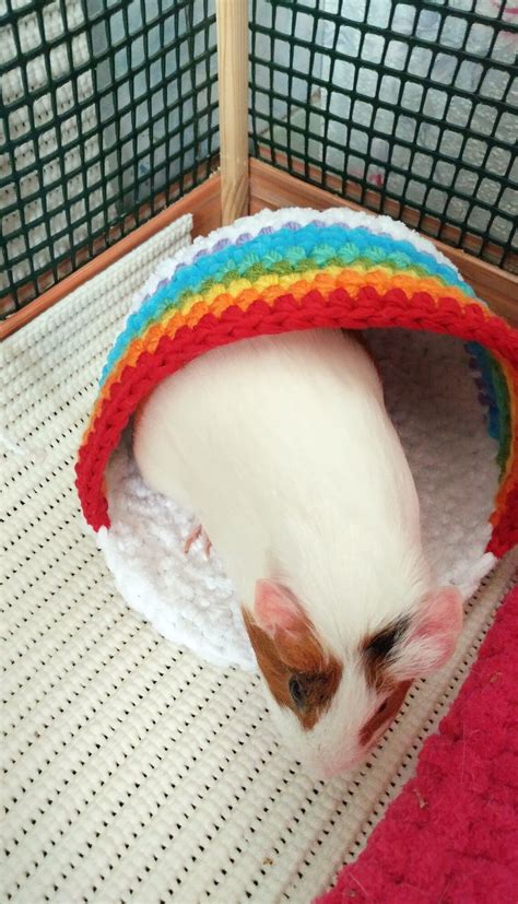 Rainbow Guinea Pig Bed House Cozy Small Pet T Idea Etsy