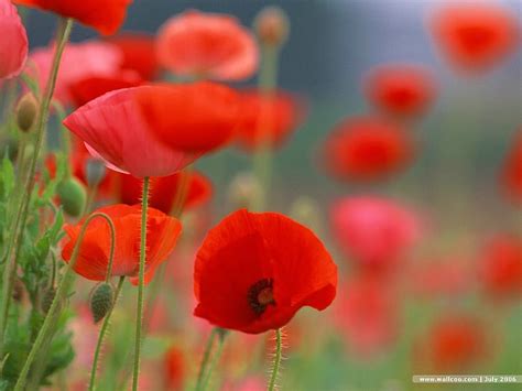 🔥 Free Download Poppies And Poppy Field Wallcoo Poppy Flower Wallpaper