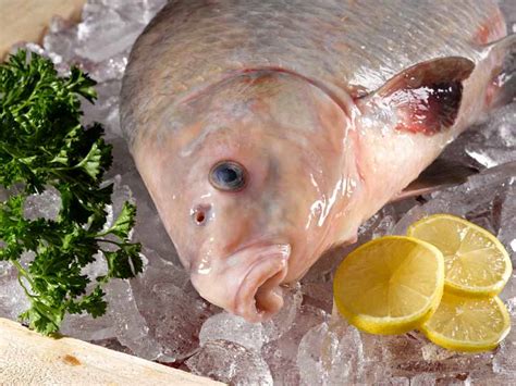 Buy Fresh Whole Buffalo Fish Online Fresh Seafood Delivery