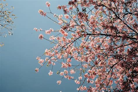 Free Images Tree Branch Plant Flower Spring Season Cherry