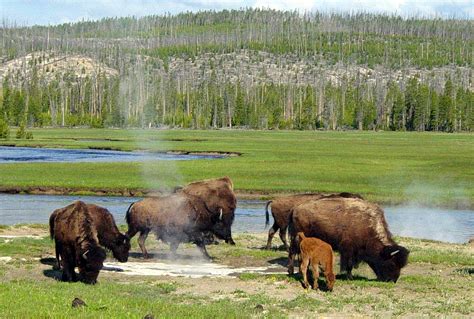 Yellowstone Park Bison Herd Wikipedia