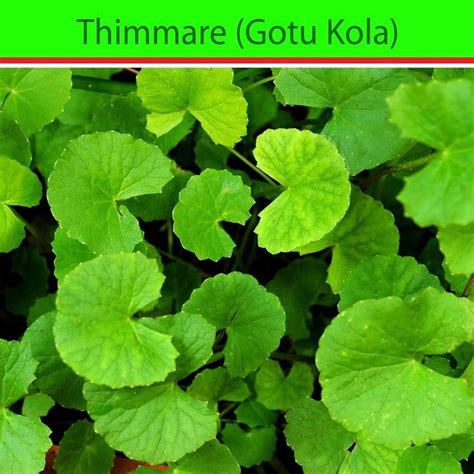 Gotu Kola Indian Pennywort Seeds Centella Asiatica Vegetable Herb Herbs Seeds Gotu Kola