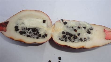 Dissected Fruit Of Amelegueta Tropical Biodiversity