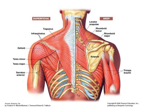 Originates from the ulna, splitting into four tendons at the wrist which travel through the carpal tunnel and attach distally to the fingers. Diagram Of Shoulder Tendons . Diagram Of Shoulder Tendons Shoulder Joint Anatomy Diagram ...