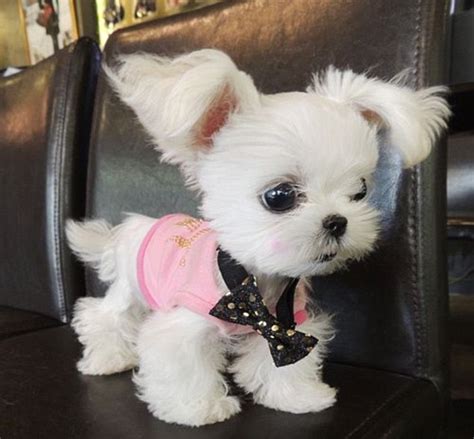 The Cutest Dog In The World According To Instagram Usrs Daily Mail Online