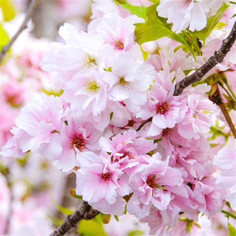 Prunus Amanogawa Upright Flowering Cherry Tree Free Delivery