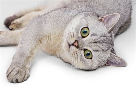 Portrait Of Light Gray British Shorthair Cat Stock Image Image Of