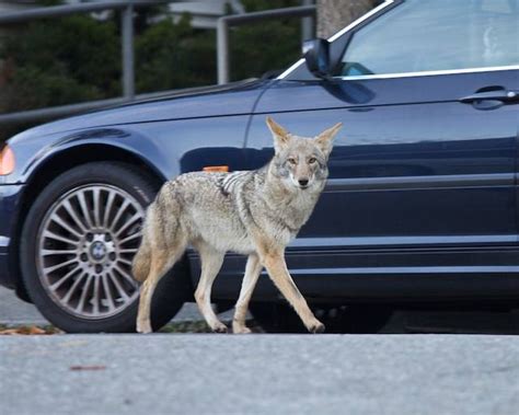 Urban Coyotes In Our Midst