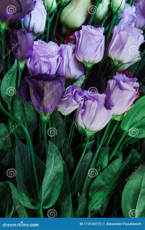 Beautiful Purple Roses Background With Green Leaves Stock Photo