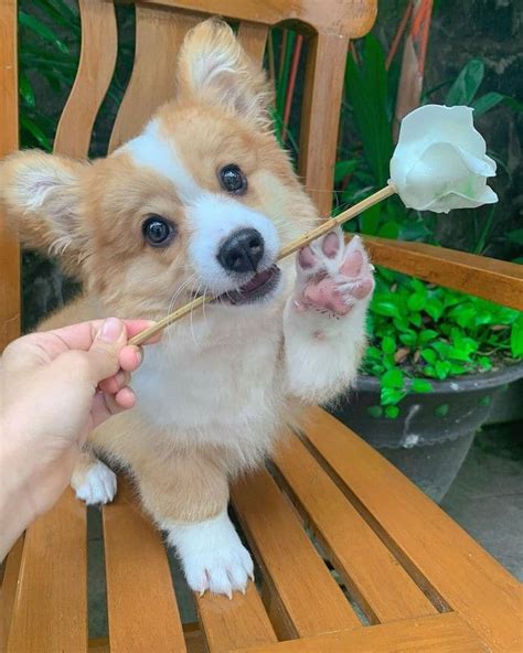 Adorable Corgi Siblings Look Like Fluffy Balls Of Happiness