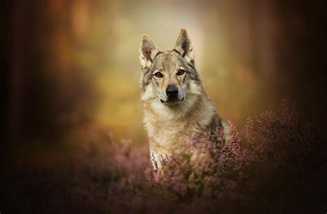 Download Stare Dog Czechoslovakian Wolfdog Depth Of Field Animal