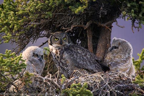 Great Horned Owl Nest Denali National Park Alaska Ron Niebrugge