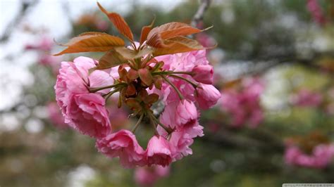 Cherry Blossom In Japan Ultra Hd Desktop Background