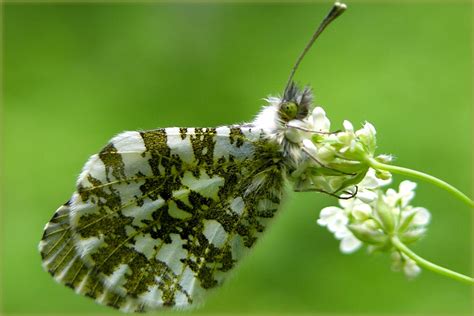 How To Identify White Butterflies Scottish Wildlife Trust