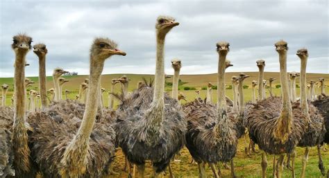 Free Images Nature Animal Flock Beak Fauna Long Neck Birds Emu