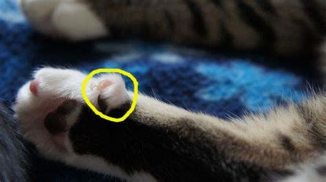 ^ clipping a cat's claws (toenails). Why You Should Never Declaw Cats | PetHelpful