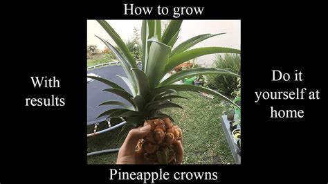 How To Grow Pineapple From Crown Tips And Tricks Using The Water