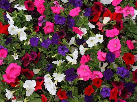 Petunias Planting Growing And Caring For Them In Nashville Jvi Gardens