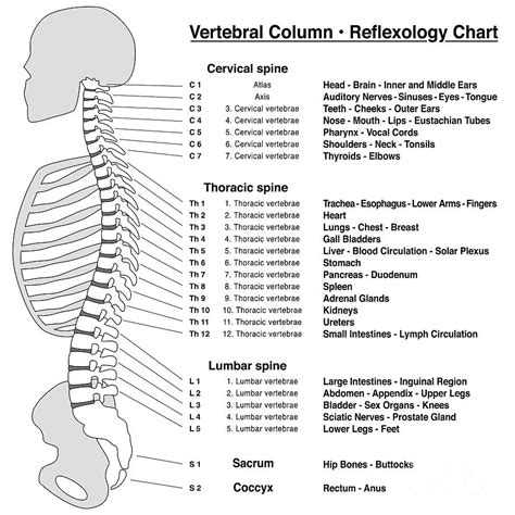 Spine Column Reflexology Chart Vertebrae By Peter Hermes Furian