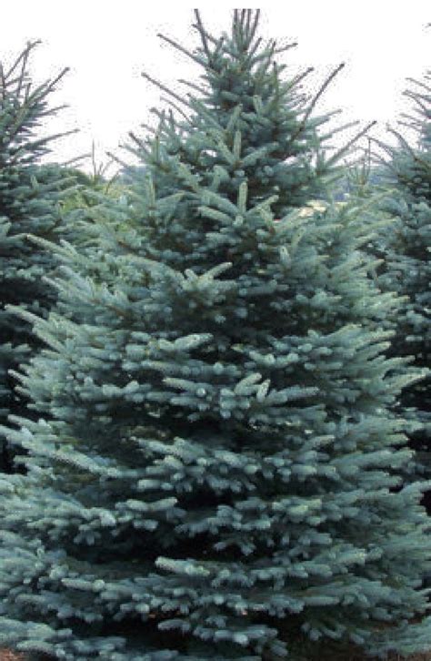 1 Blue Spruce Potted Tree 18 Inches Tall