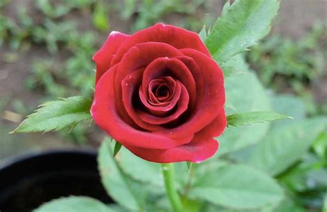 12 Tips Menanam And Merawat Bunga Mawar Di Pot Polybag Agar Cepat Berbunga