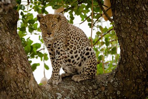 Chasing Leopards In The Serengeti Global Heritage Travel
