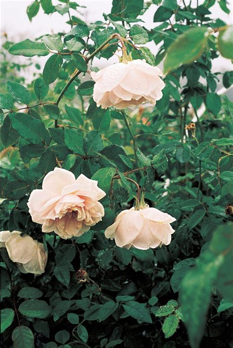Special Delivery Southern Antique Roses Antique Roses Climbing