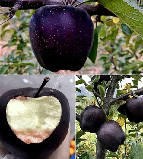 Rare 15 Black Diamond Apple Seeds Heirloom Exotic Garden Fruit Semillas